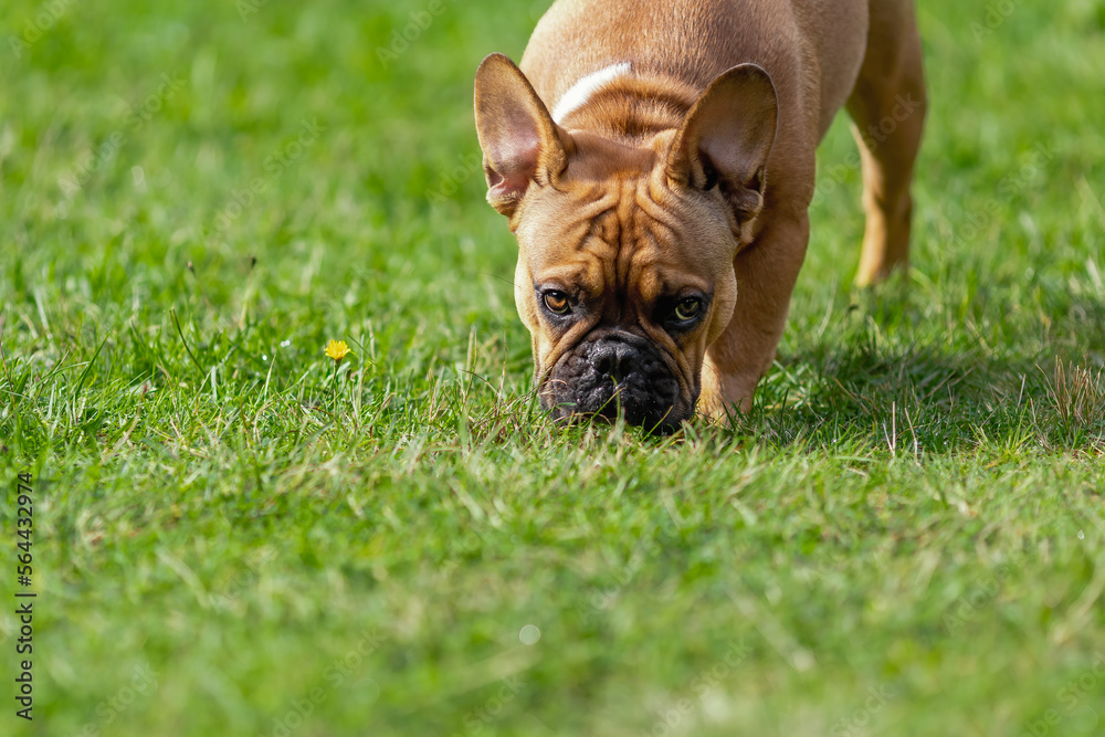 Funny french bulldog dog eating and sniffing fresh green grass at summer nature
