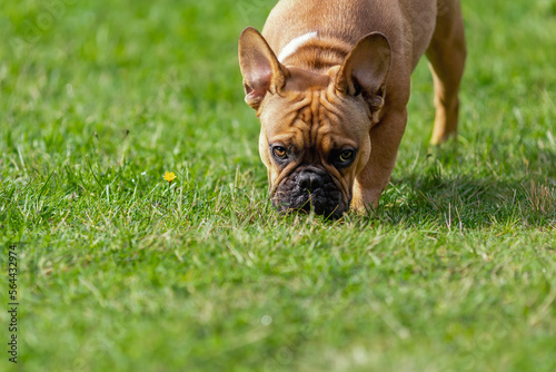 Funny french bulldog dog eating and sniffing fresh green grass at summer nature