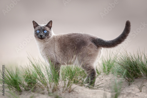 Young purebred thai cat walking on sandy beach outdoors photo