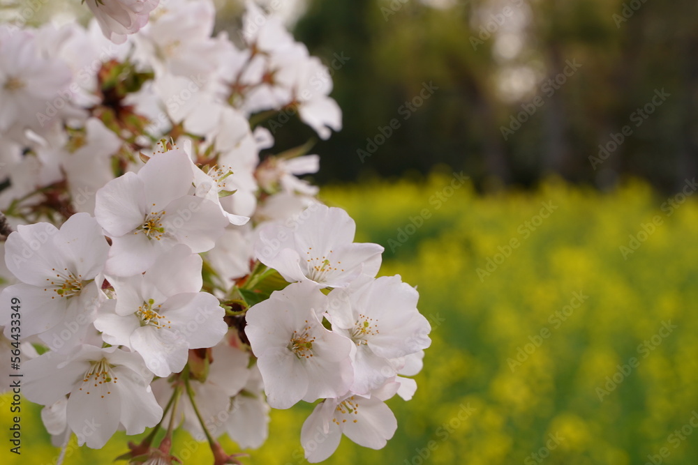 Obraz premium ソメイヨシノ、桜、菜の花、アウトドア、春、ピンクと黄色、ピンク、黄色、空、明るい、背景、背景画像、フレーム、バックグラウンド、日本、風景、公園、庭園、広い、航空公園、埼玉、景色、花、咲く、満開、植物、自然、ナチュラル、綺麗、可愛い、癒し、白い、あかるい