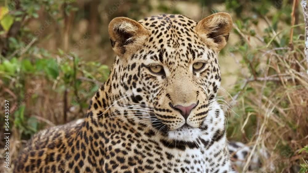 Slow motion video of a leopard sitting in the bushes in Kenya Slow motion video of a leopard sitting in the bushes in Kenya