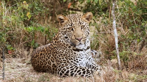 Slow motion video of a leopard sitting in the bushes in Kenya