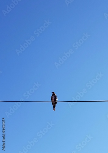 bird on wire © Yanel
