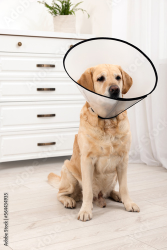 Sad Labrador Retriever with protective cone collar in room