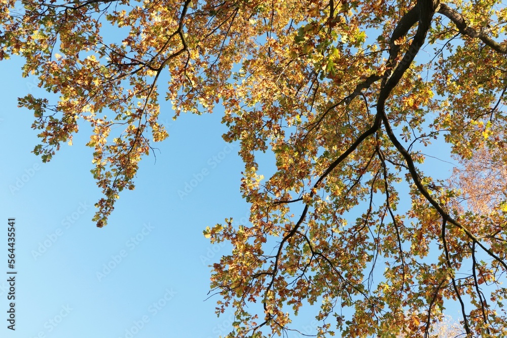 Beautiful trees with bright leaves against sky on autumn day, low angle view