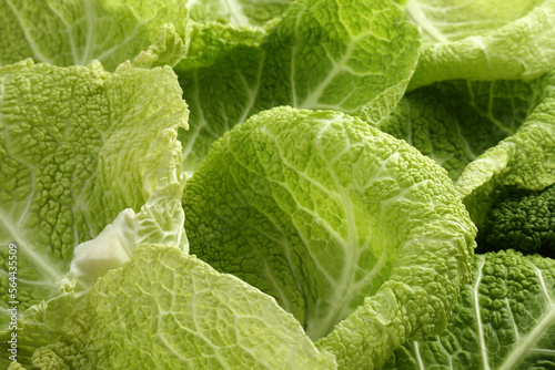 Fresh Savoy cabbage leaves as background, closeup