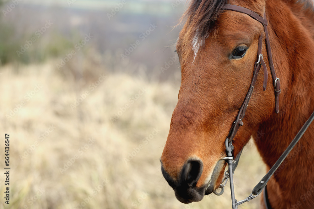 Naklejka premium Adorable chestnut horse outdoors, closeup with space for text. Lovely domesticated pet