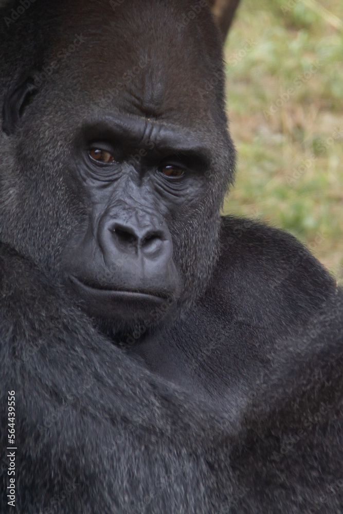 Close portrait of the head of a silverback gorilla Close portrait of the head of a silverback gorilla