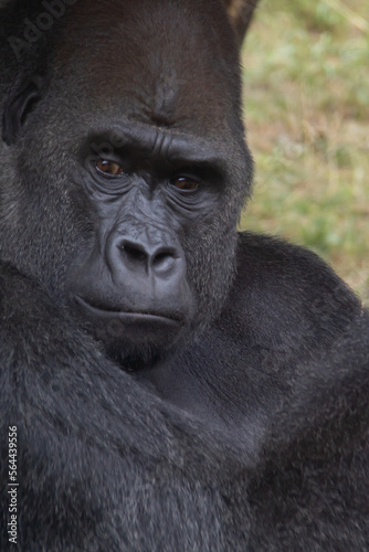 Close portrait of the head of a silverback gorilla