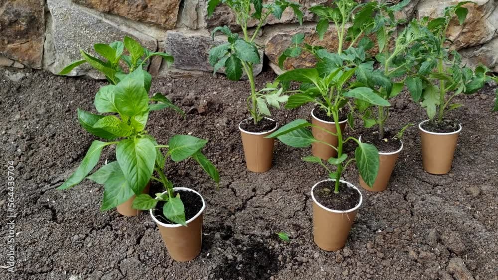 Green seedlings sprouts in craft ecological cups-pots agriculture close up. Spring Planting and gardening Concept Green seedlings sprouts in craft ecological cups-pots agriculture close up. Spring Planting and gardening Concept