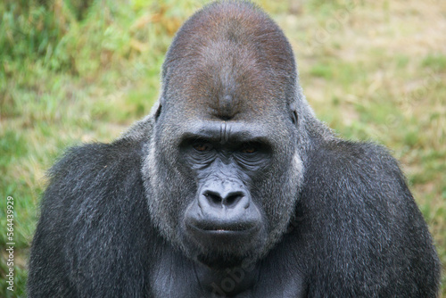 Close portrait of the head of a silverback gorilla © SofotoCool