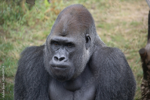 Close portrait of the head of a silverback gorilla © SofotoCool