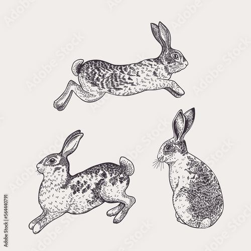 Set with three rabbits. Vector drawing.