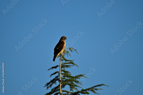 Cooper's Hawk, aka Accipiter cooperii on the Tree Top and Flying Off photo