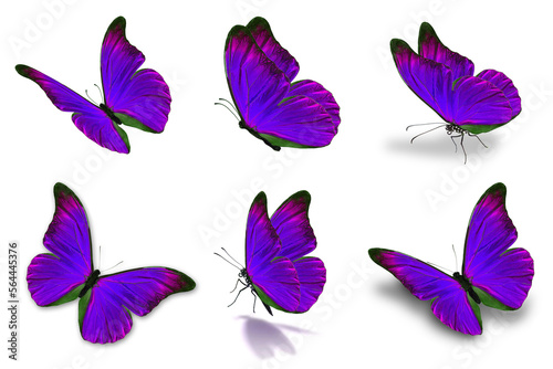 six mophor butterfly