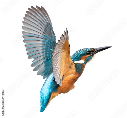 Common flying kingfisher isolated on white background. with clipping path, focus stacking