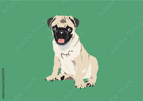 Small animal pet dog of the pug breed