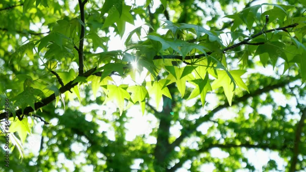 Close-up of the sun shining through the tree canopy on the sycamore leaves swinging in the wind, selective focus Close-up of the sun shining through the tree canopy on the sycamore leaves swinging in the wind, selective focus