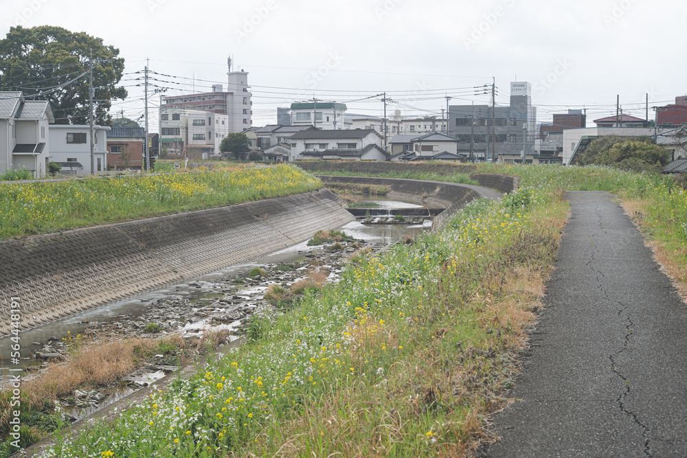 白い菜の花の咲く九州地方福岡県久留米市の河川 筑後川支流高良川の風景