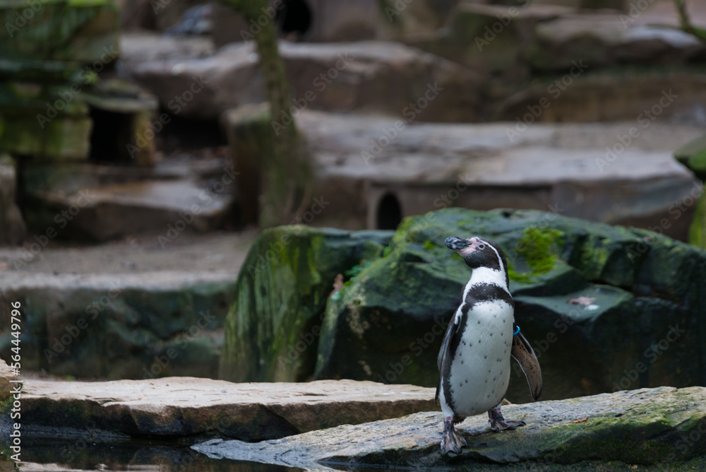 Fototapeta premium penguin on the rocks
