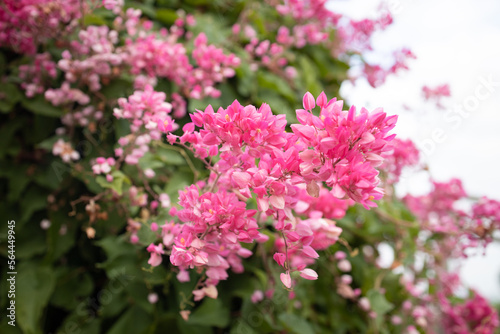 Beautiful coral pink flowers blooming in the garden