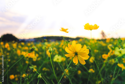 Beautiful yellow cosmos flowers field withn sunlight in the morning