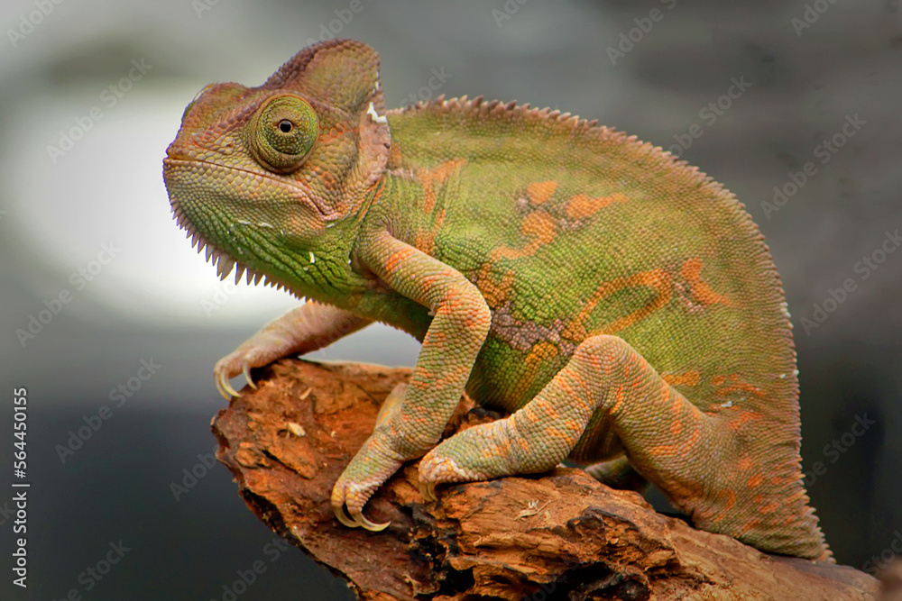 Obraz premium iguana on a tree