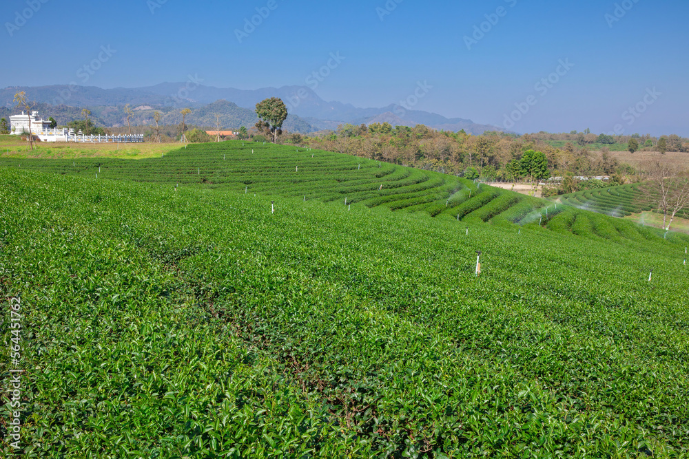 Choui Fong Tea Plantation, Chiang Rai, Northern Thailand