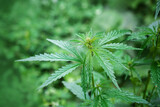 summer wild cannabis close-up, selective focus