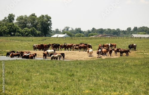 horses at a ranch water hole