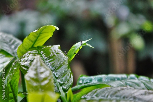green leaves with dew drops
