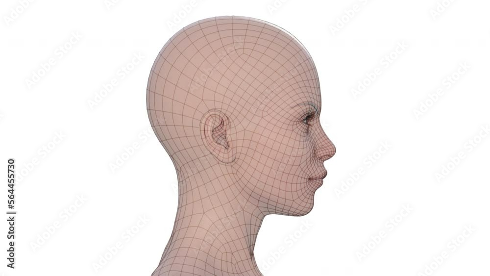 Portrait of a woman on a white background. The 3d frame of a female head is spinning and overgrown with skin. Portrait of a woman on a white background. The 3d frame of a female head is spinning and overgrown with skin.