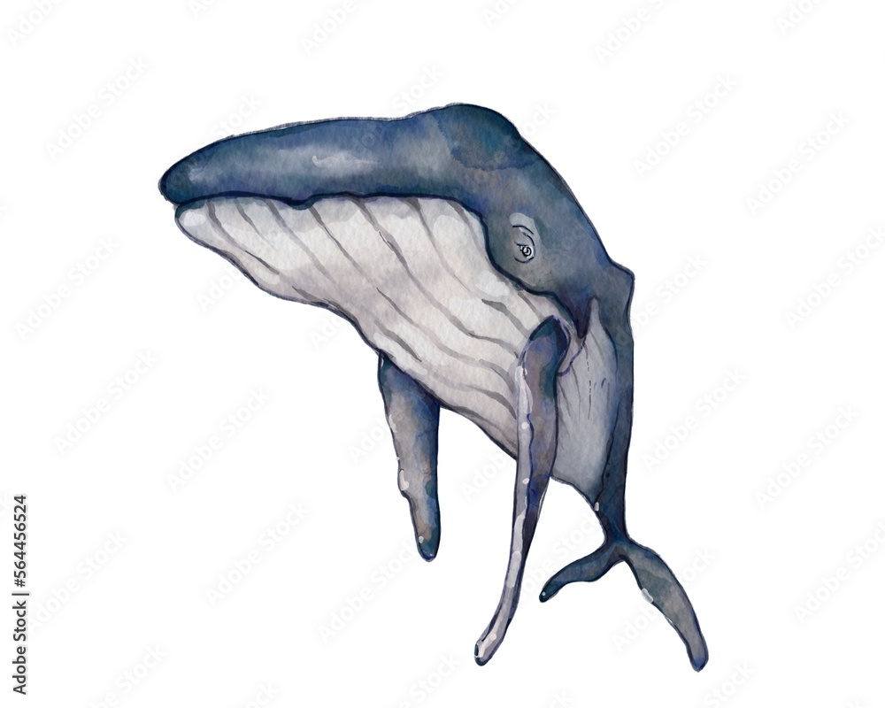 Realistic underwater blue humpback whale watercolor painting on white ...