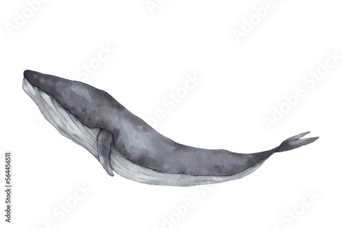 Realistic blue minke whale watercolor painting on white background for illustration