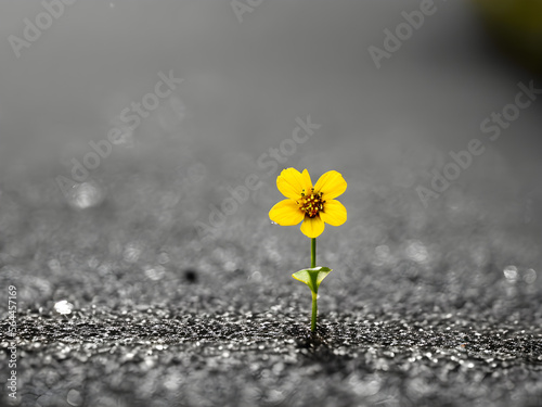 flower coming out of the asphalt photo
