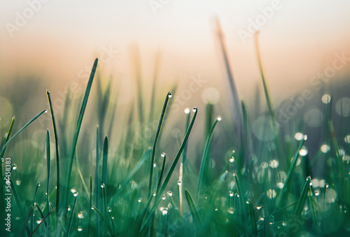 Dew drops on the grass at dawn. Selective soft focus.