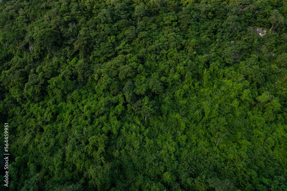 aerial view of dark green forest Abundant natural ecosystems of rainforest. Concept of nature forest preservation and reforestation. aerial view of dark green forest Abundant natural ecosystems of rainforest. Concept of nature forest preservation and reforestation.