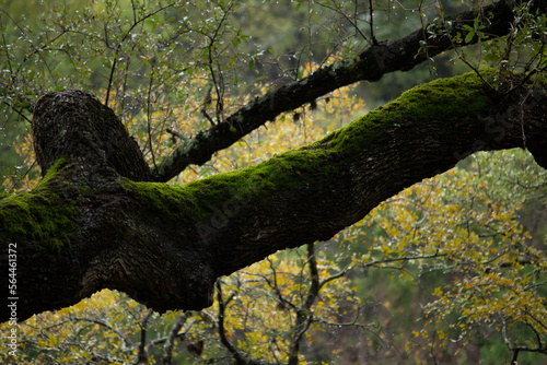 Mossy Green Tree Branch