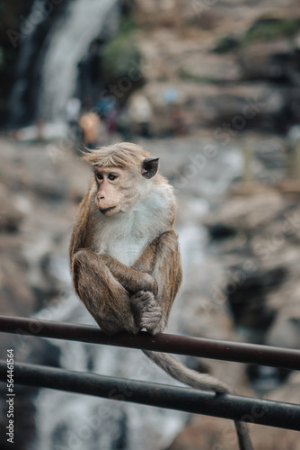 Ella, Sri Lanka - February 3rd, 2022 : a monkey on a railing in front of the Ravana Falls © LeaGuPhoto