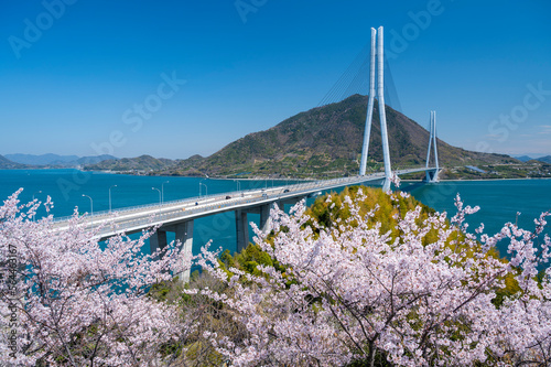 伯方島より桜と多々羅大橋を望む