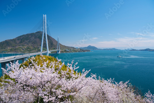 Obraz na płótnie 伯方島より桜と多々羅大橋を望む w salonie