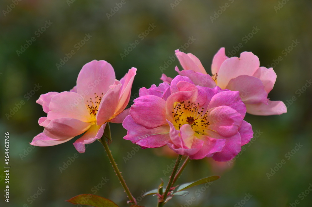 Fototapeta premium pink flower