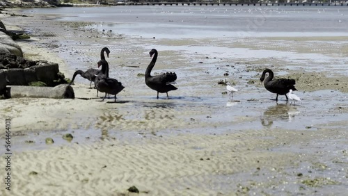 Five black swans & some seagulls enjoy a drink from fresh water outlet on sandy shore of Swan River