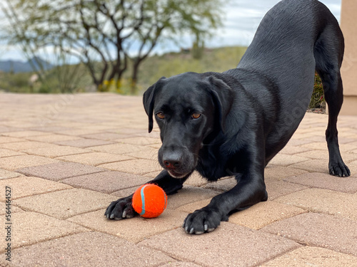 Fotografie Black Lab playing fetch in the desert