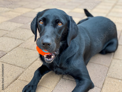 Black Lab playing fetch in the desert