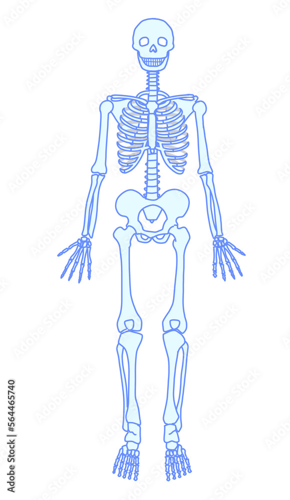 シンプルな全身の人体図　骨格前面