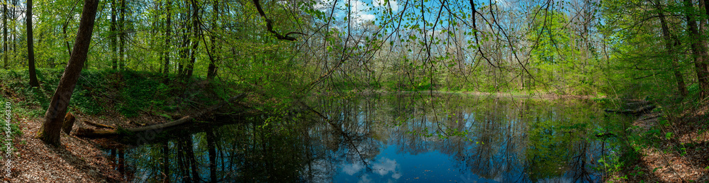 Panorama of forest lakes in spring, young leaves and freshly blossomed buds of trees and shrubs