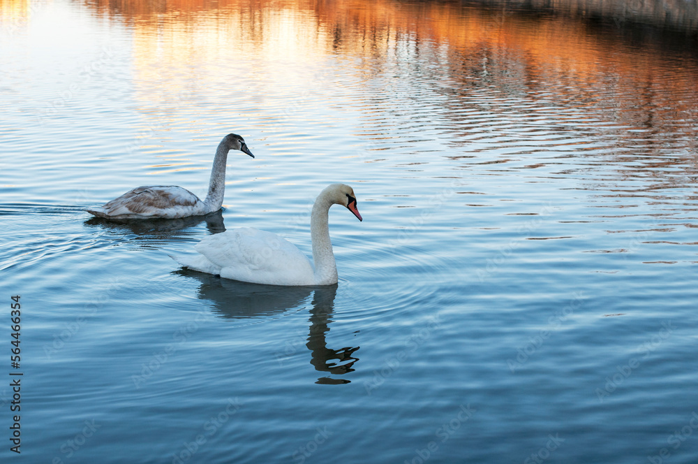 Fototapeta premium white swans at sunrise under colorful sky