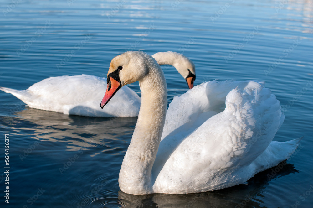 Fototapeta premium white swans group on the lake swim well under the bright sun
