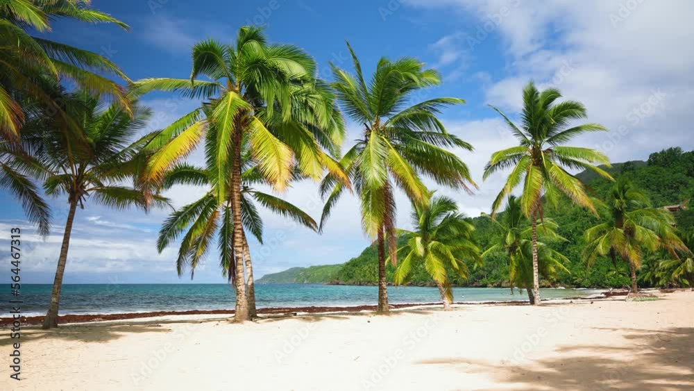 Dominican perfect paradise beach on a tropical island. Coconut palms against the blue sky. Landscape nature of the sea coast on a sunny day. Summer trip to an exotic country. Dominican perfect paradise beach on a tropical island. Coconut palms against the blue sky. Landscape nature of the sea coast on a sunny day. Summer trip to an exotic country.